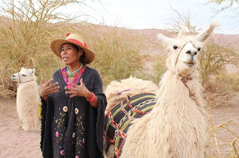 Atacama Ancestral: caminhada com lhamas e picnic em San Pedro de Atacama foto 1