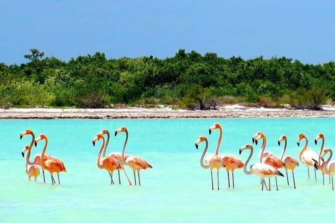Holbox Tour foto 1