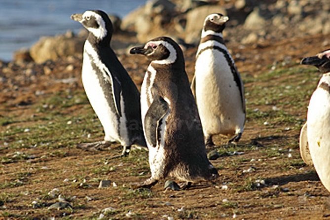 Observação de Pinguins foto 2