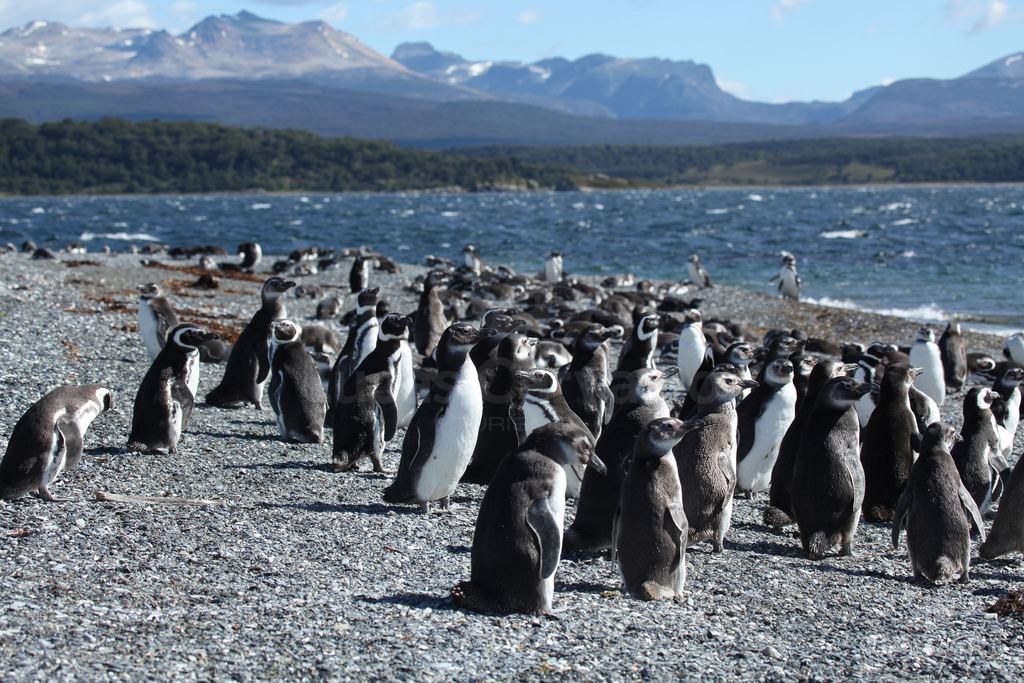 Navegação Pinguinera foto 1
