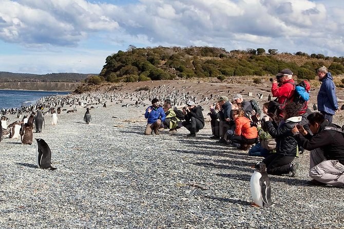 Caminhada com Pinguins + Navegação foto 3