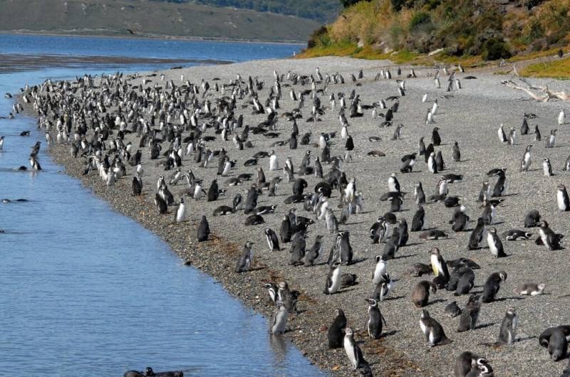 Navegação Pinguinera