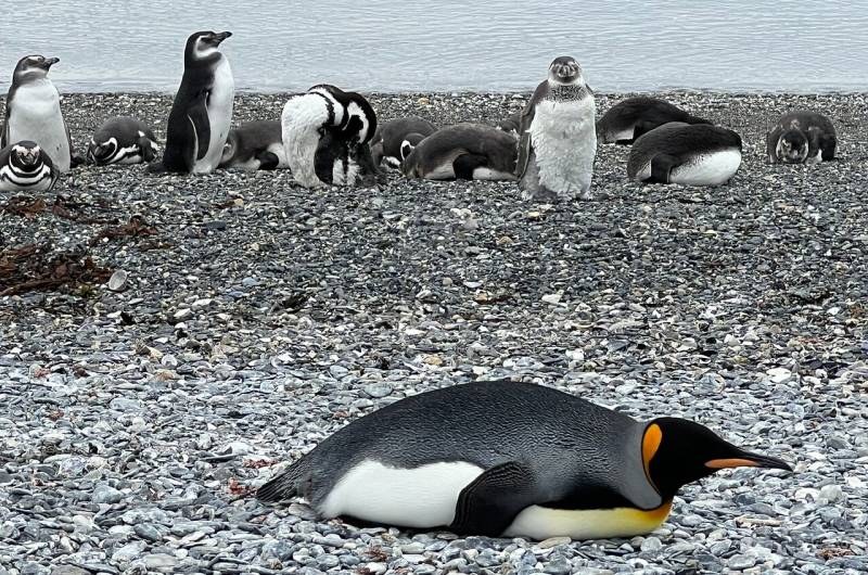 Observação de Pinguins