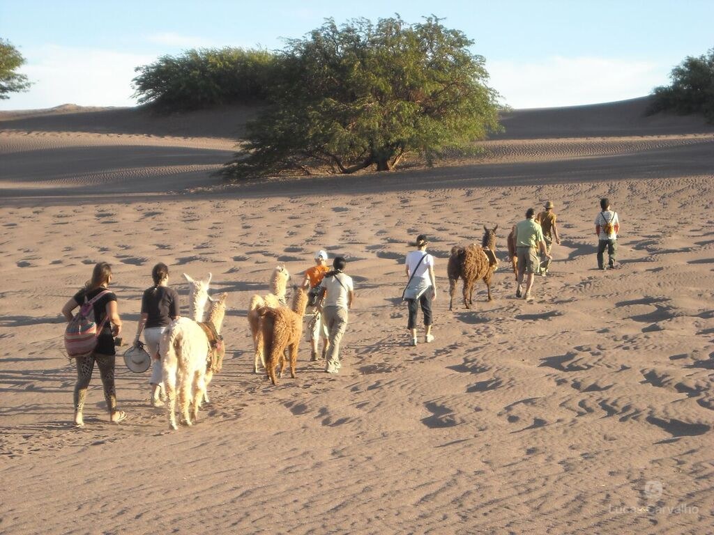 Atacama Ancestral: caminhada com lhamas e picnic em San Pedro de Atacama foto 3