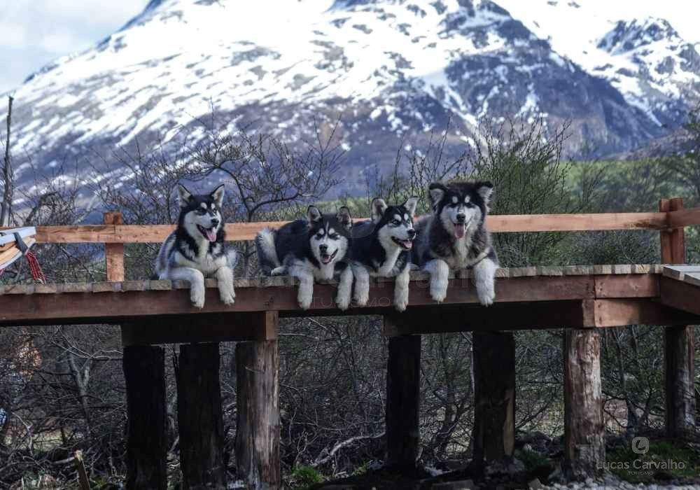 Experiência Antártica com Quadriciclo + Huskies foto 1