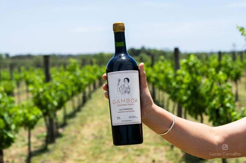 Viñedo Gamboa: Full Day