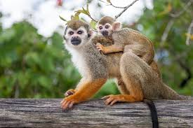 Excursão à Monkeyland