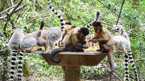 Excursão à Monkeyland foto 1