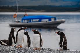 Pinguinera Terrestre foto 3