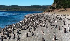 Pinguinera Terrestre foto 2