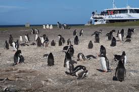 Pinguinera Terrestre foto 1