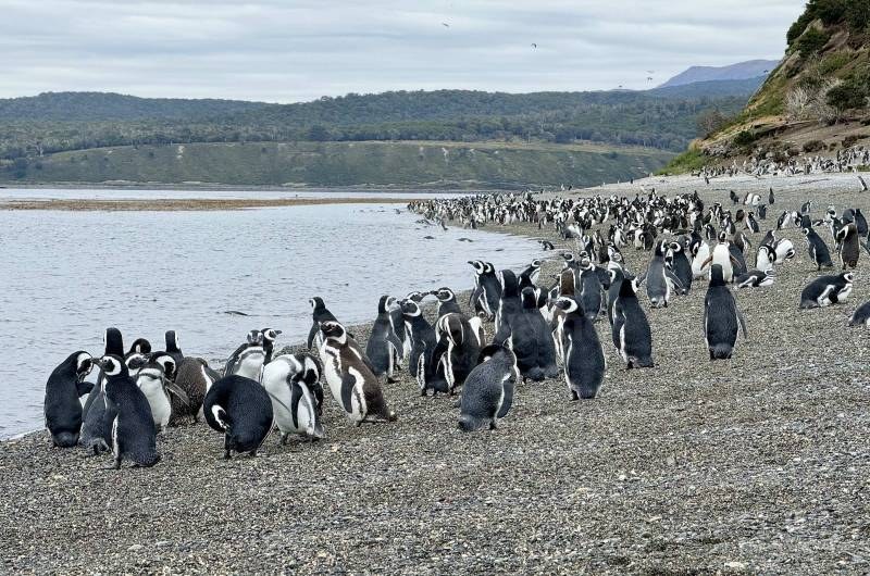 Pinguinera Terrestre