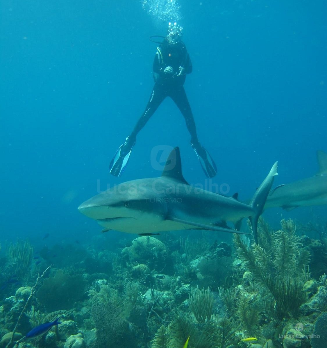 Mergulho com tubarões foto 1