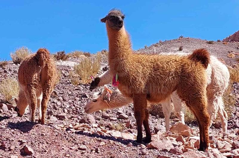 Atacama Ancestral: caminhada com lhamas e picnic em San Pedro de Atacama foto 2