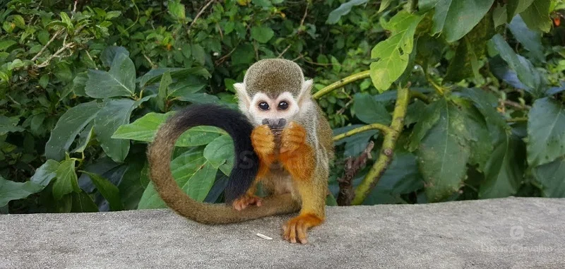 Excursão à Monkeyland foto 3