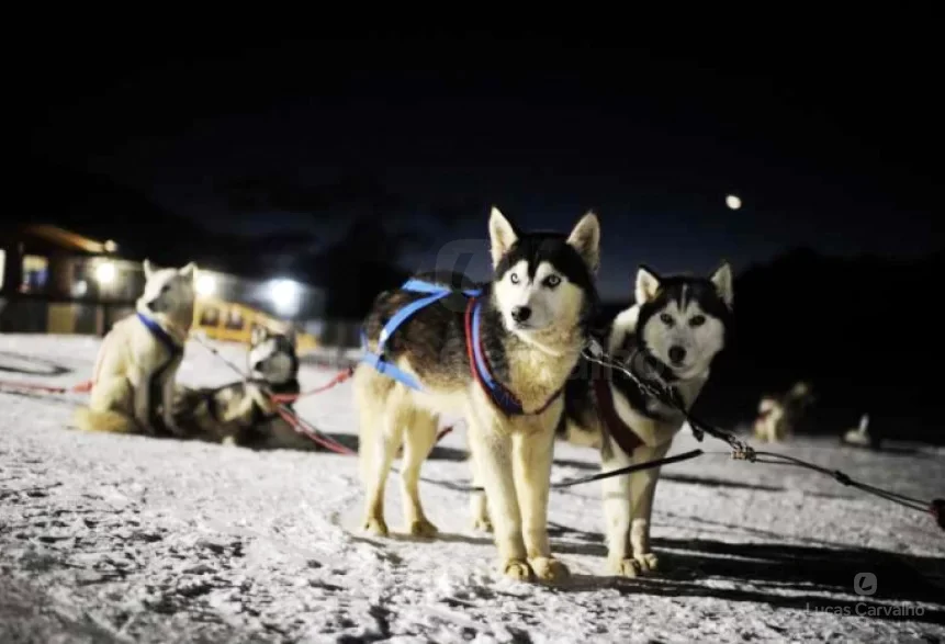 Park Austral em Ushuaia: Premier Pass de 2 dias com moto de neve e huskies foto 2