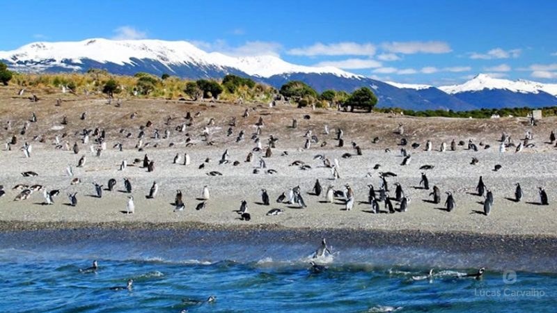Observação de Pinguins foto 3
