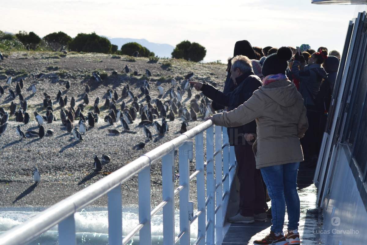 Caminhada com Pinguins + Navegação foto 1