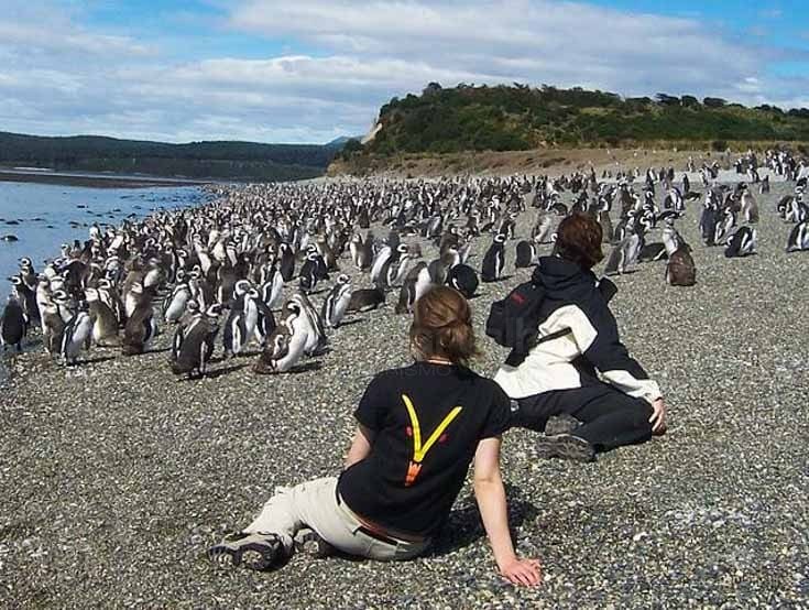 Observação de Pinguins foto 1