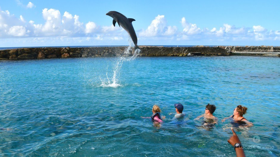 Dolphin Swin Action foto 1