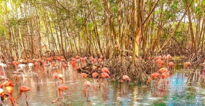 Aviário Nacional + Península de Barú foto 1