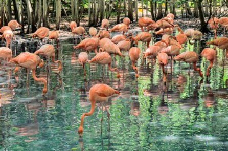 Aviário Nacional + Península de Barú foto 2