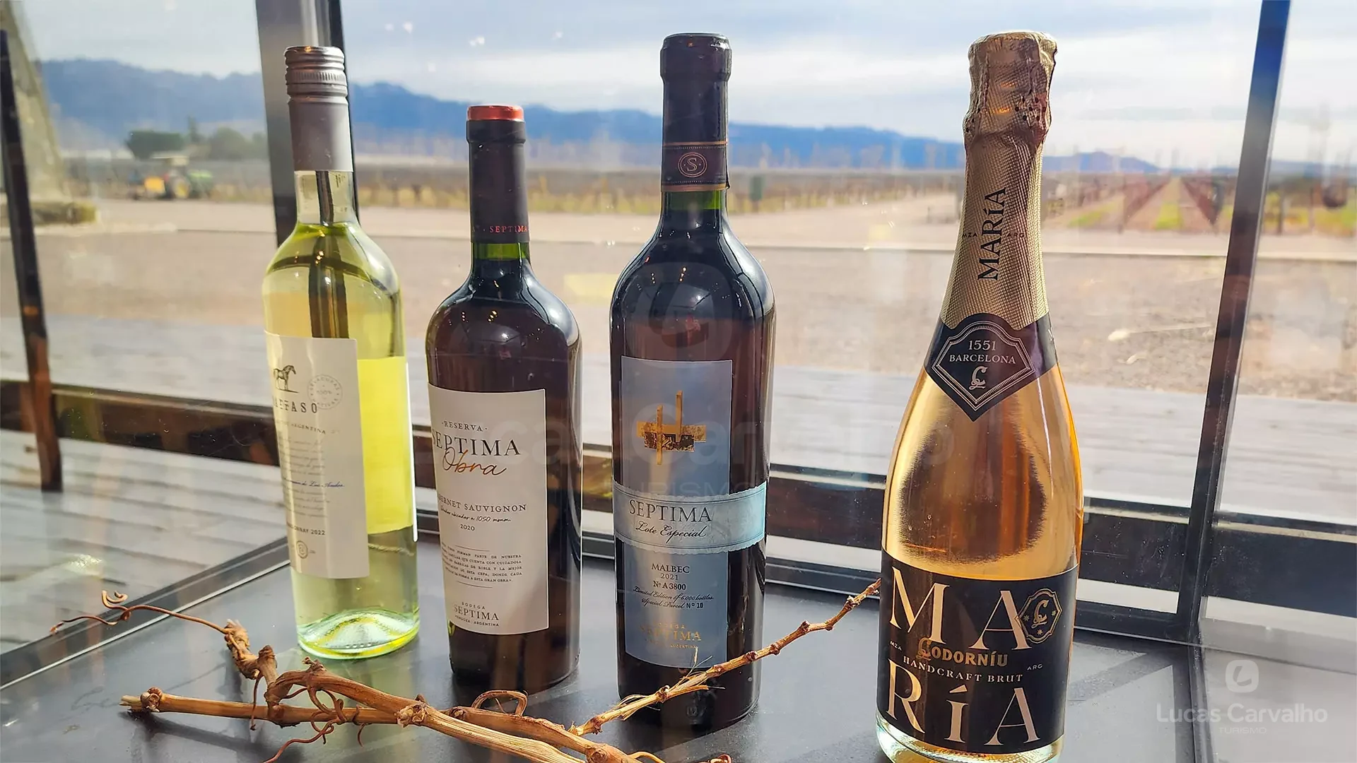 Vinhos e Oliveiras foto 1