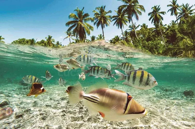 Isla Catalina em Punta Cana: snorkel, praia, almoço e bebidas incluídas foto 1