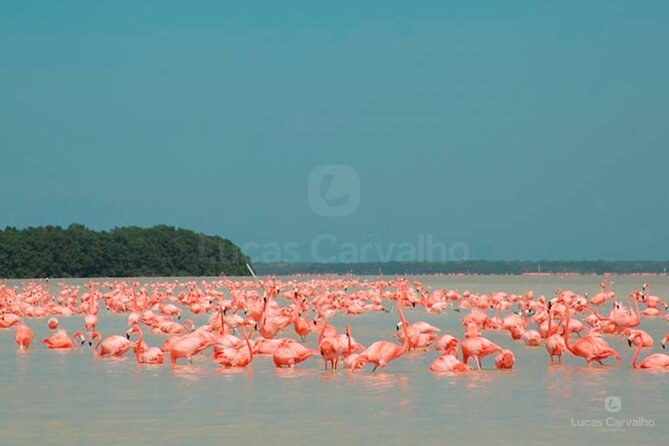 Rio Lagartos e Las Coloradas foto 2
