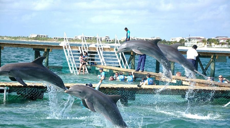 Nado com Golfinhos: Dolphin Encounter