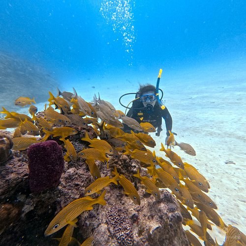 Mergulho em Playa del Carmen