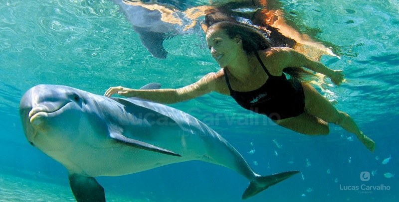 Nado com Golfinhos: Dolphin Encounter foto 2