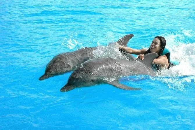 Nado com Golfinhos: Dolphin Encounter foto 1
